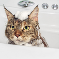 Cat Bath
