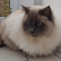 De-fluff