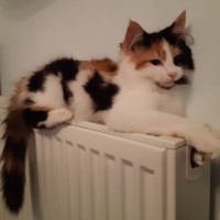 Kitten