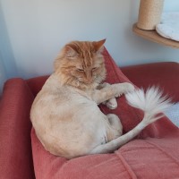 Lion Trim