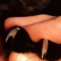 Nail Trim